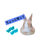 うさぎの若5（個別スタンプ：12）