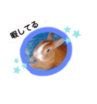 うさぎの若5（個別スタンプ：18）