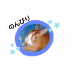 うさぎの若5（個別スタンプ：19）