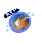 うさぎの若5（個別スタンプ：20）