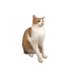 ねこのじろうくん その2（個別スタンプ：1）