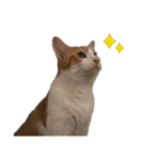 ねこのじろうくん その2（個別スタンプ：2）