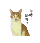 ねこのじろうくん その2（個別スタンプ：4）