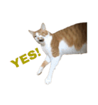 ねこのじろうくん その2（個別スタンプ：5）