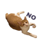 ねこのじろうくん その2（個別スタンプ：6）