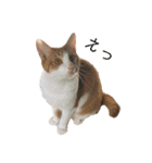 ねこのじろうくん その2（個別スタンプ：8）
