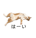 ねこのじろうくん その2（個別スタンプ：10）