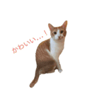 ねこのじろうくん その2（個別スタンプ：12）