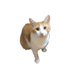 ねこのじろうくん その2（個別スタンプ：17）