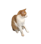 ねこのじろうくん その2（個別スタンプ：18）