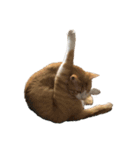 ねこのじろうくん その2（個別スタンプ：21）