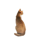 ねこのじろうくん その2（個別スタンプ：26）
