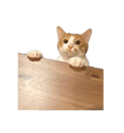 ねこのじろうくん その2（個別スタンプ：28）