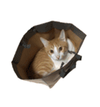 ねこのじろうくん その2（個別スタンプ：29）