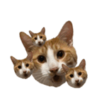 ねこのじろうくん その2（個別スタンプ：31）