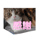 深夜に作ったネコのスタンプ（個別スタンプ：3）