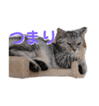 深夜に作ったネコのスタンプ（個別スタンプ：4）