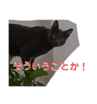 深夜に作ったネコのスタンプ（個別スタンプ：6）