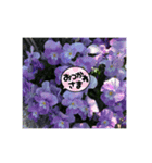 パクのPURPLE FLOWER（個別スタンプ：1）