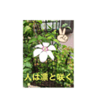 パクの白い花の個性（個別スタンプ：7）