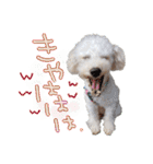 トイプー光秀だらけ～♪（個別スタンプ：1）