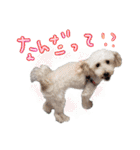 トイプー光秀だらけ～♪（個別スタンプ：2）