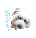 トイプー光秀だらけ～♪（個別スタンプ：3）