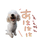 トイプー光秀だらけ～♪（個別スタンプ：13）