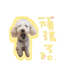 トイプー光秀だらけ～♪（個別スタンプ：15）