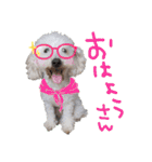 トイプー光秀だらけ～♪（個別スタンプ：18）
