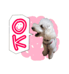 トイプー光秀だらけ～♪（個別スタンプ：19）