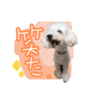 トイプー光秀だらけ～♪（個別スタンプ：20）