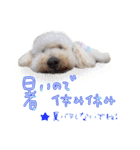 トイプー光秀だらけ～♪（個別スタンプ：24）