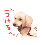 トイプー光秀だらけ～♪（個別スタンプ：26）