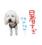 トイプー光秀だらけ～♪（個別スタンプ：27）