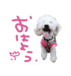 トイプー光秀だらけ～♪（個別スタンプ：29）