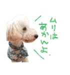 トイプー光秀だらけ～♪（個別スタンプ：33）