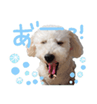 トイプー光秀だらけ～♪（個別スタンプ：35）