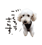 トイプー光秀だらけ～♪（個別スタンプ：40）