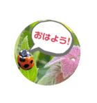 ナチュラル画像スタンプ（個別スタンプ：1）
