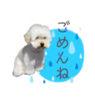 綿犬（個別スタンプ：2）