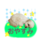 綿犬（個別スタンプ：7）