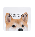 柴犬豆の日常（個別スタンプ：1）