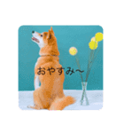 柴犬豆の日常（個別スタンプ：2）