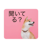 柴犬豆の日常（個別スタンプ：4）