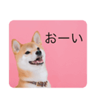 柴犬豆の日常（個別スタンプ：5）