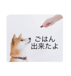 柴犬豆の日常（個別スタンプ：6）