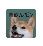 柴犬豆の日常（個別スタンプ：7）