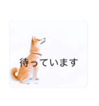 柴犬豆の日常（個別スタンプ：8）