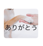 柴犬豆の日常（個別スタンプ：9）